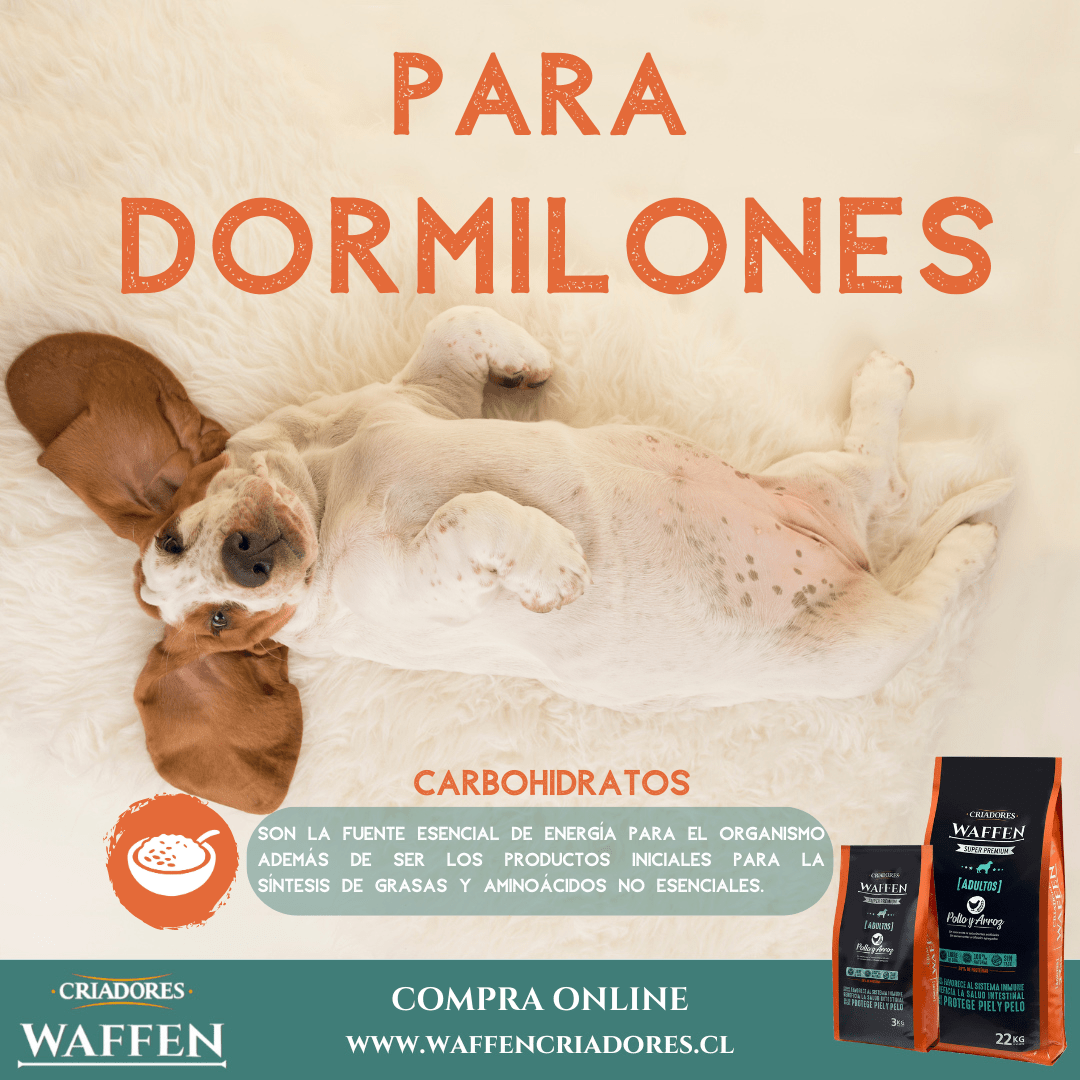 Calendario de Vacunas de nuestros cachorros - Waffen Criadores