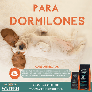 Calendario de Vacunas de nuestros cachorros - Waffen Criadores