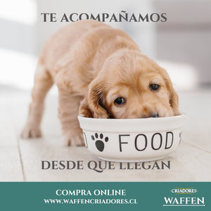 Diferencia entre educar y adiestrar a un perro - Waffen Criadores