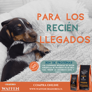 Experiencias con cachorros - Waffen Criadores