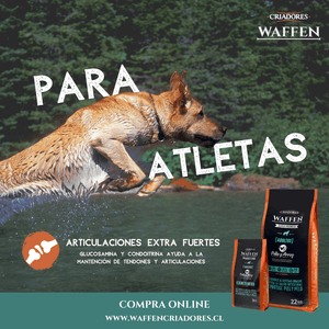 Lo mejor para el alma nuestra es tener un cachorro nuevo en la casa! A cuidarlo mucho! - Waffen Criadores